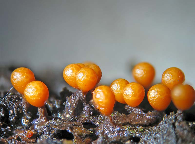 Trichia botrytis